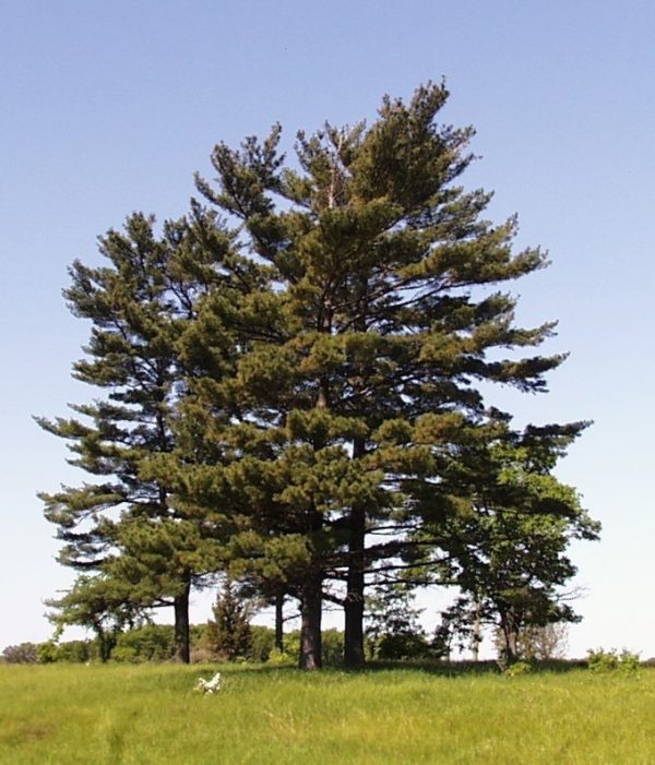 White Pine